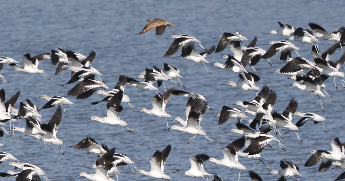 Barge marbrée - ML644534725