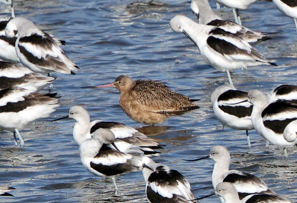 Barge marbrée - ML644534726