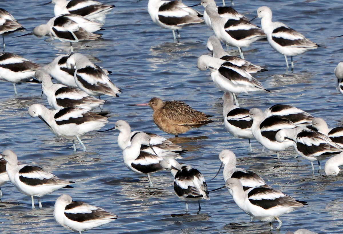 Barge marbrée - ML644534730