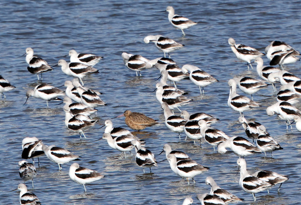 Barge marbrée - ML644534731