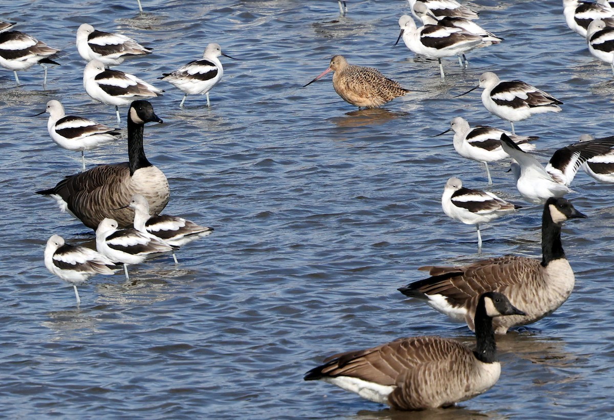 Barge marbrée - ML644534732
