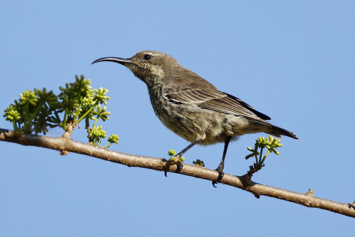 Souimanga améthyste - ML644534734