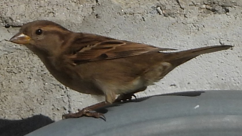 Moineau domestique - ML644534737