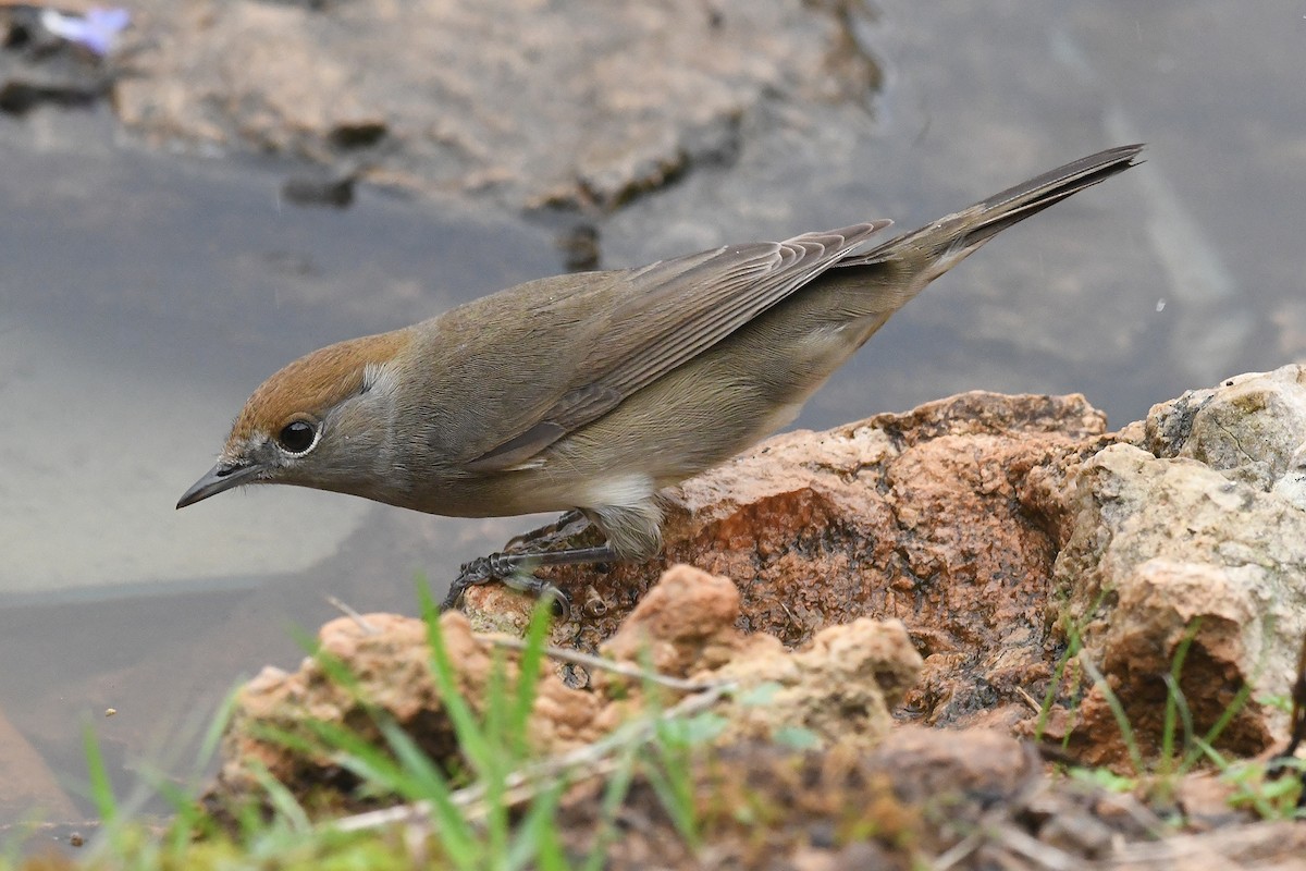 Fauvette à tête noire - ML644534738