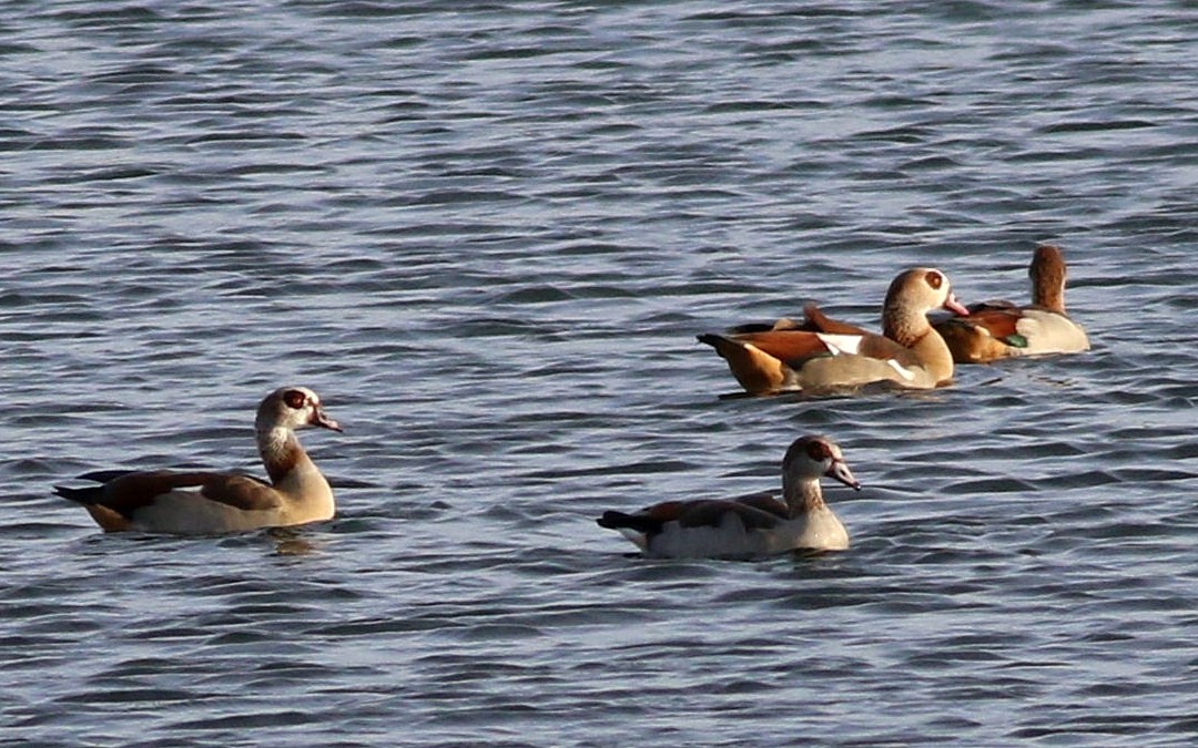 Ouette d'Égypte - ML644534739