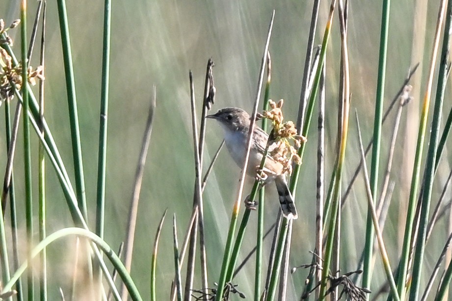 Rousserolle de Newton - ML644534740