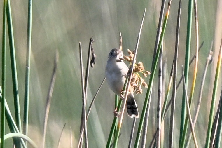 Rousserolle de Newton - ML644534741