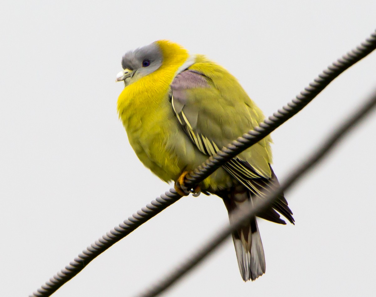 Colombar commandeur - ML644534742