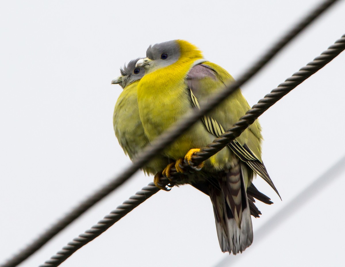 Colombar commandeur - ML644534743