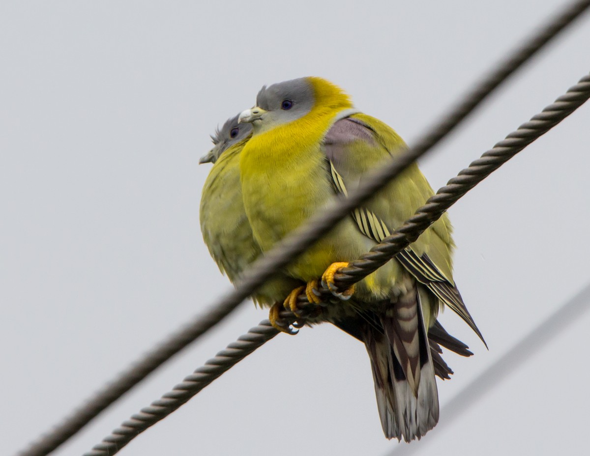 Colombar commandeur - ML644534744