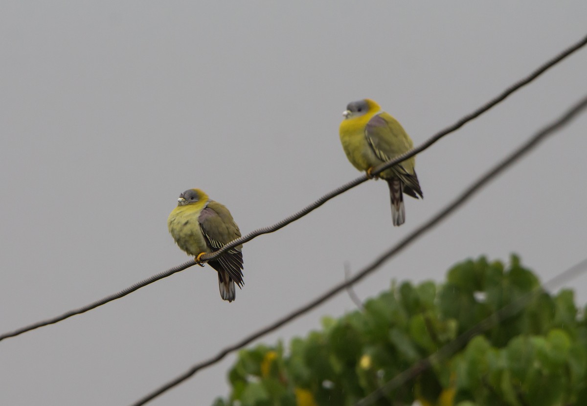 Colombar commandeur - ML644534747