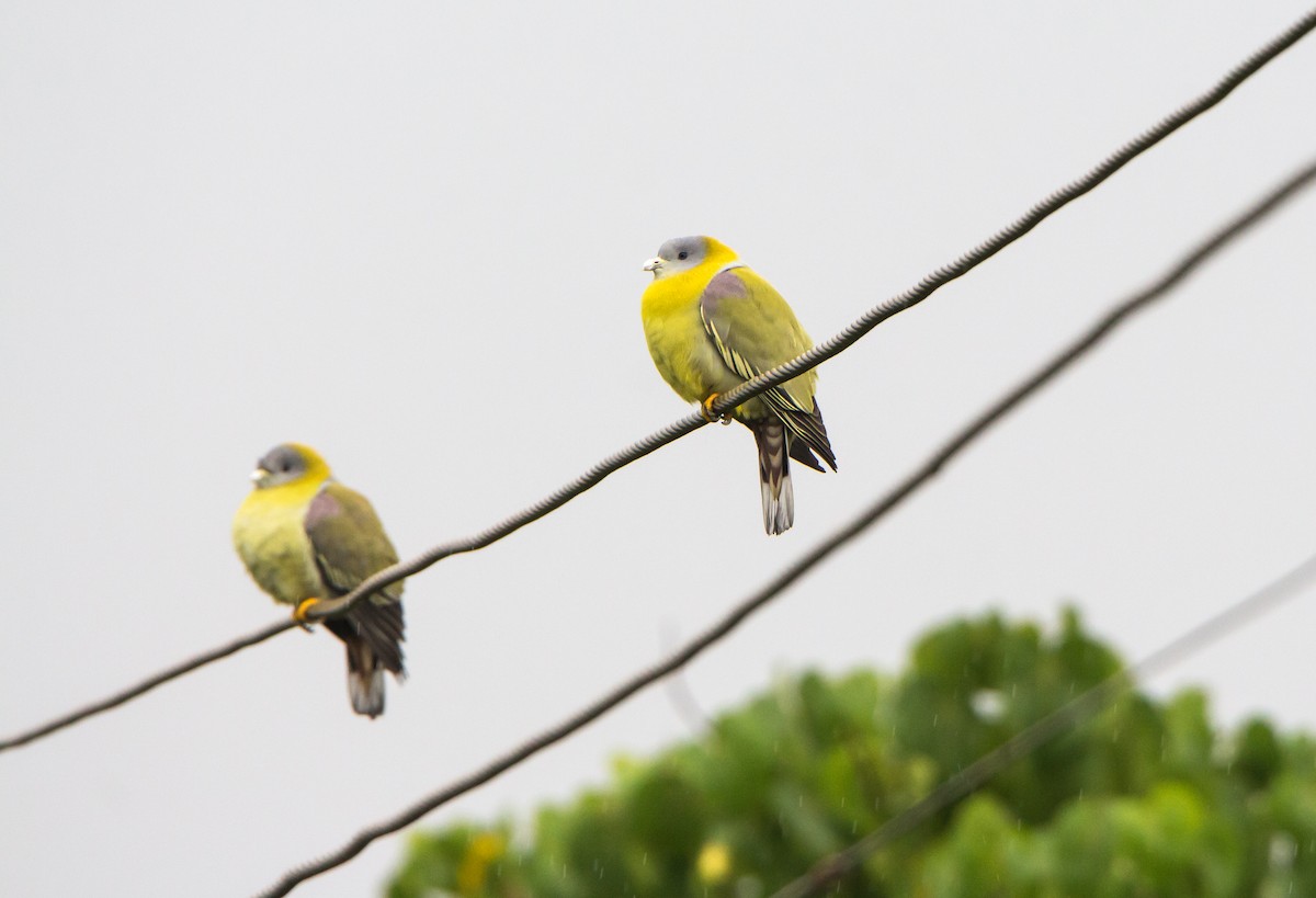 Colombar commandeur - ML644534748