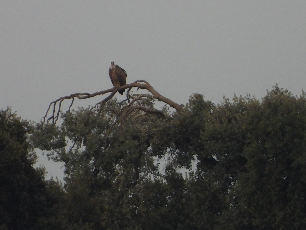 Vautour fauve - ML644534749