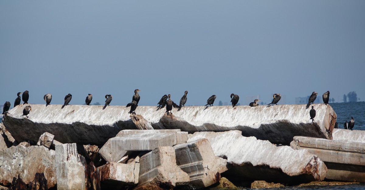 Cormoran à aigrettes - ML644534752