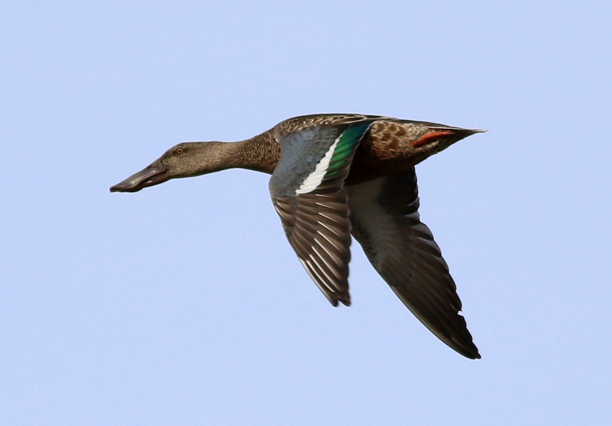 Canard souchet - ML644534753