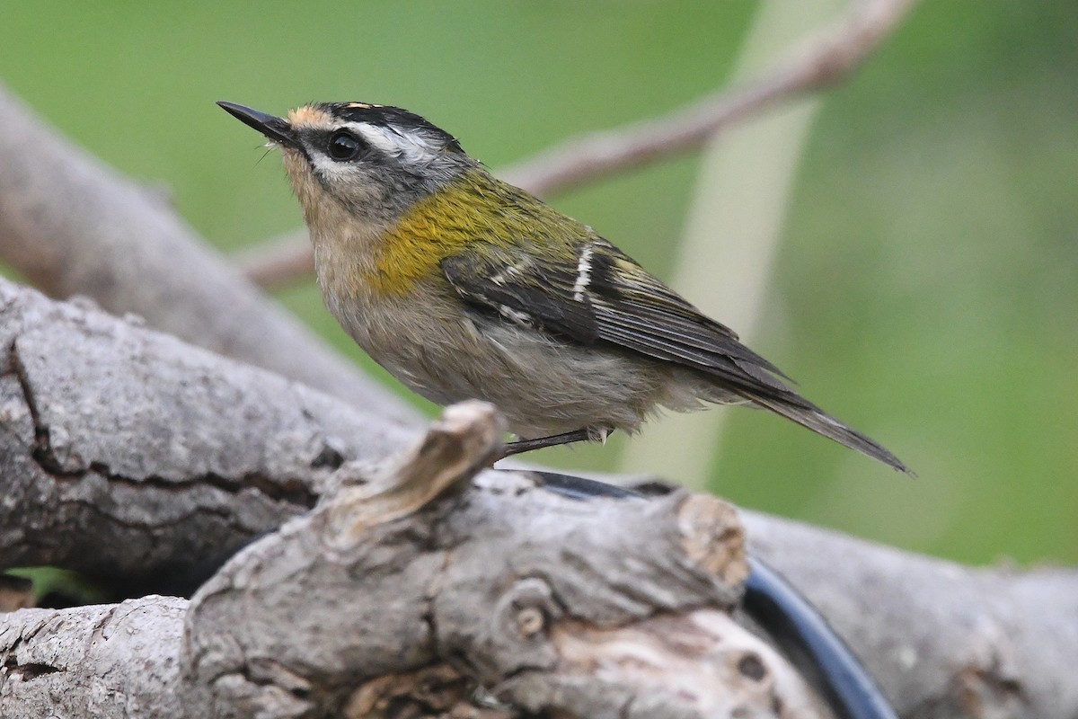 Roitelet triple-bandeau - ML644534754