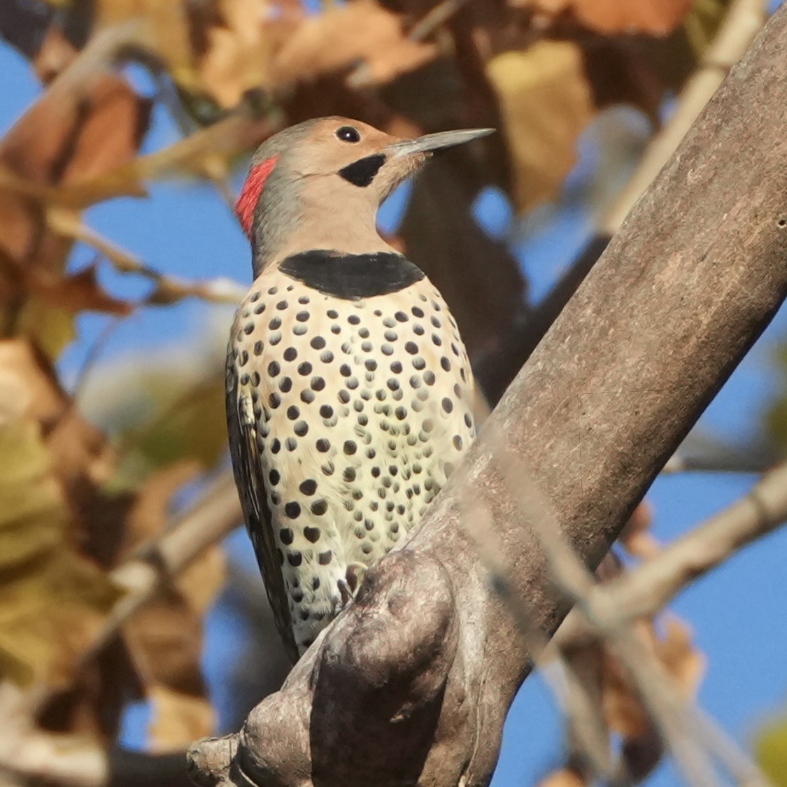 Pic flamboyant - ML644534757