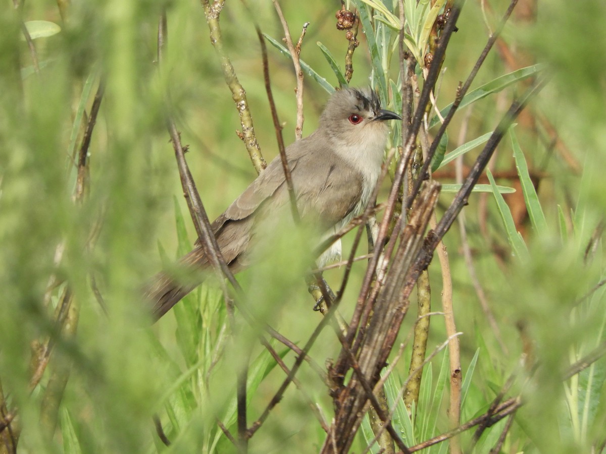 Graukehlkuckuck - ML644534758