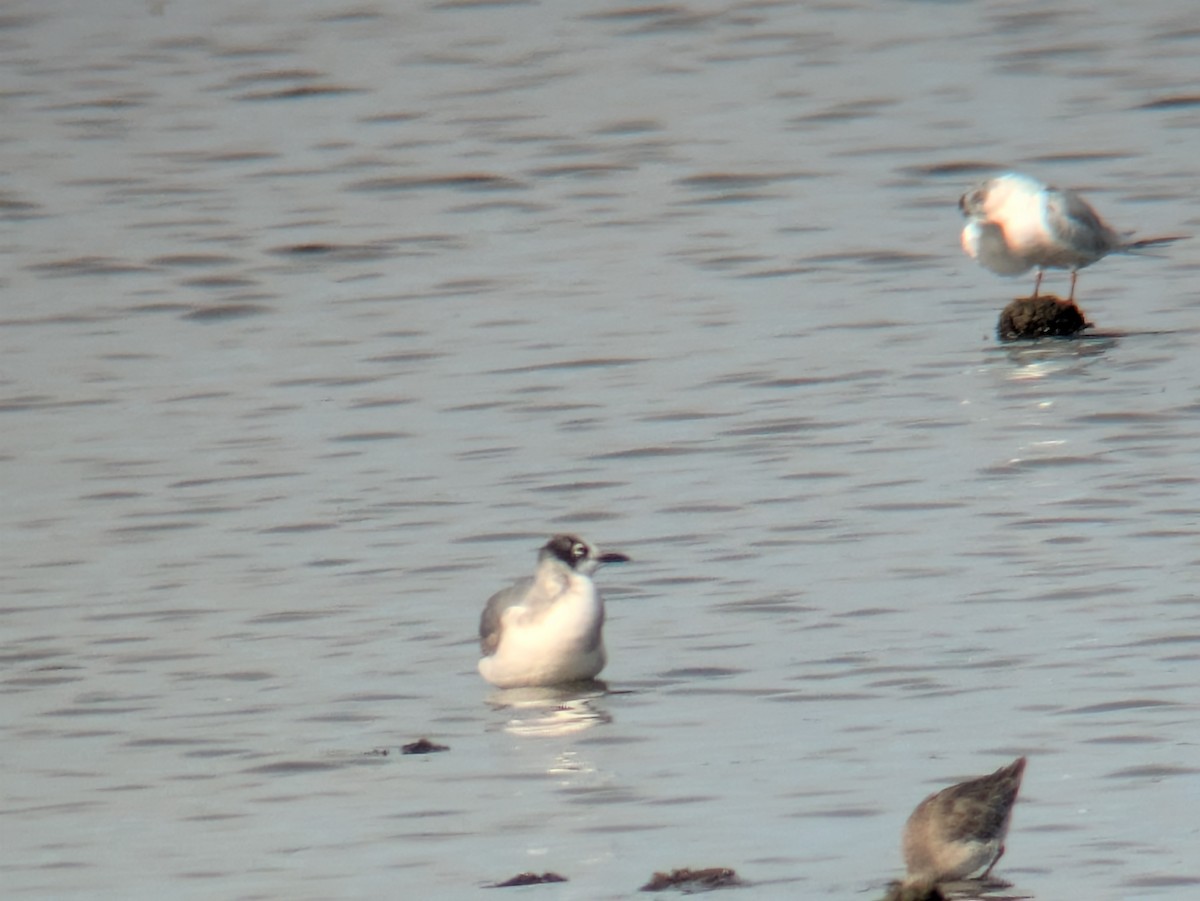 Gabbiano di Franklin - ML644534759