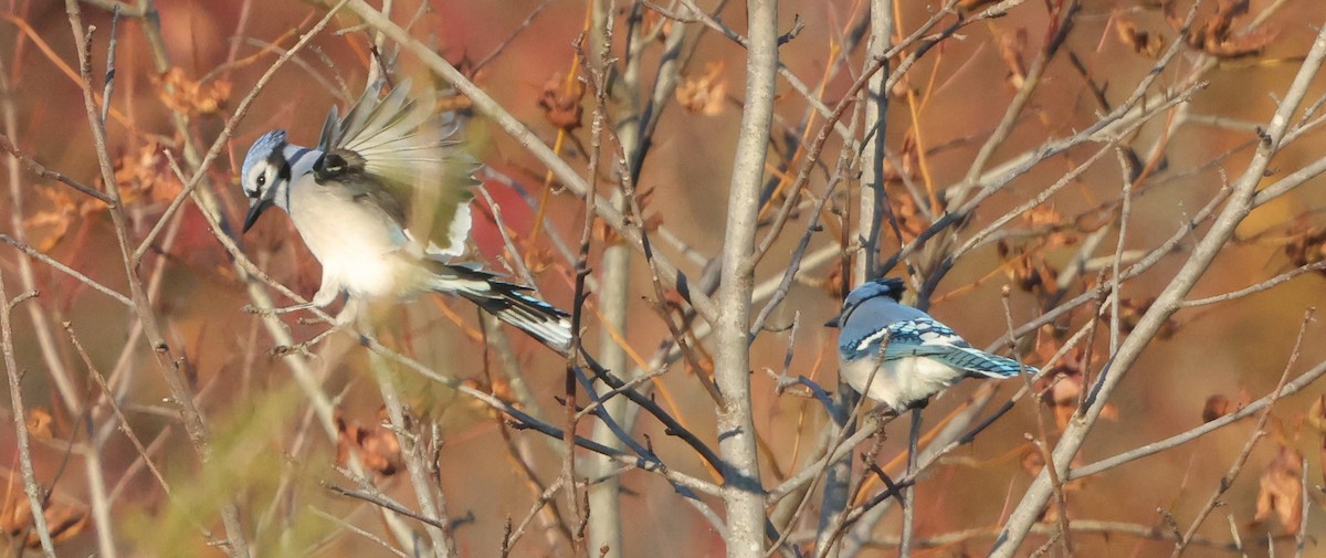 Blue Jay - ML644534769