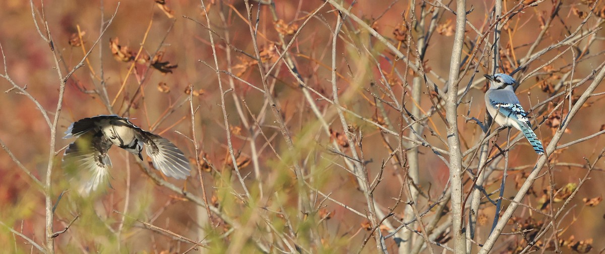 Blue Jay - ML644534771