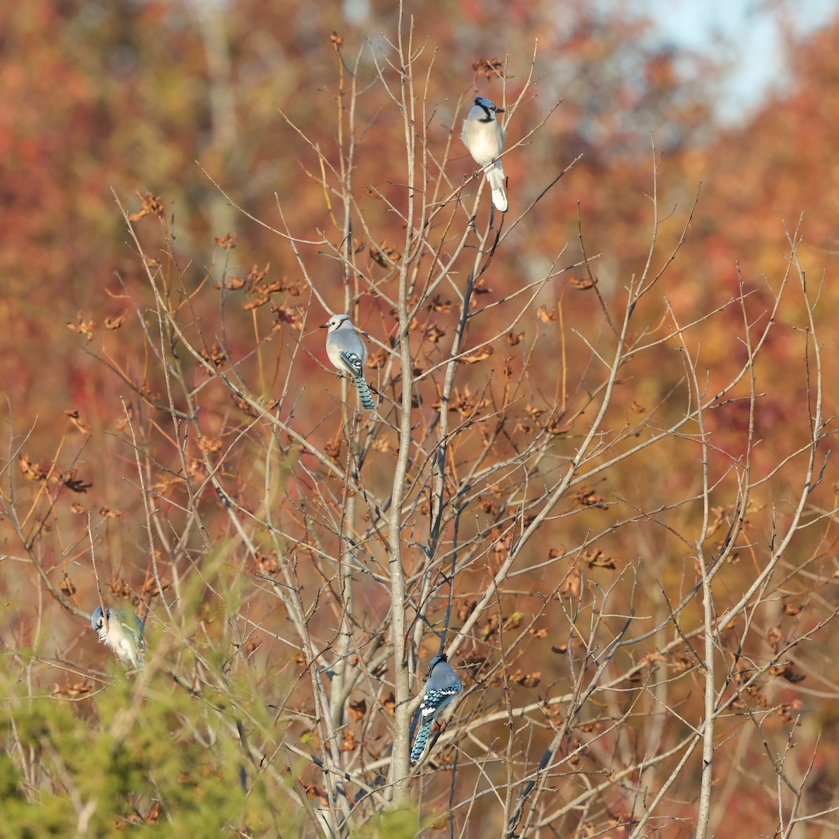 Blue Jay - ML644534773