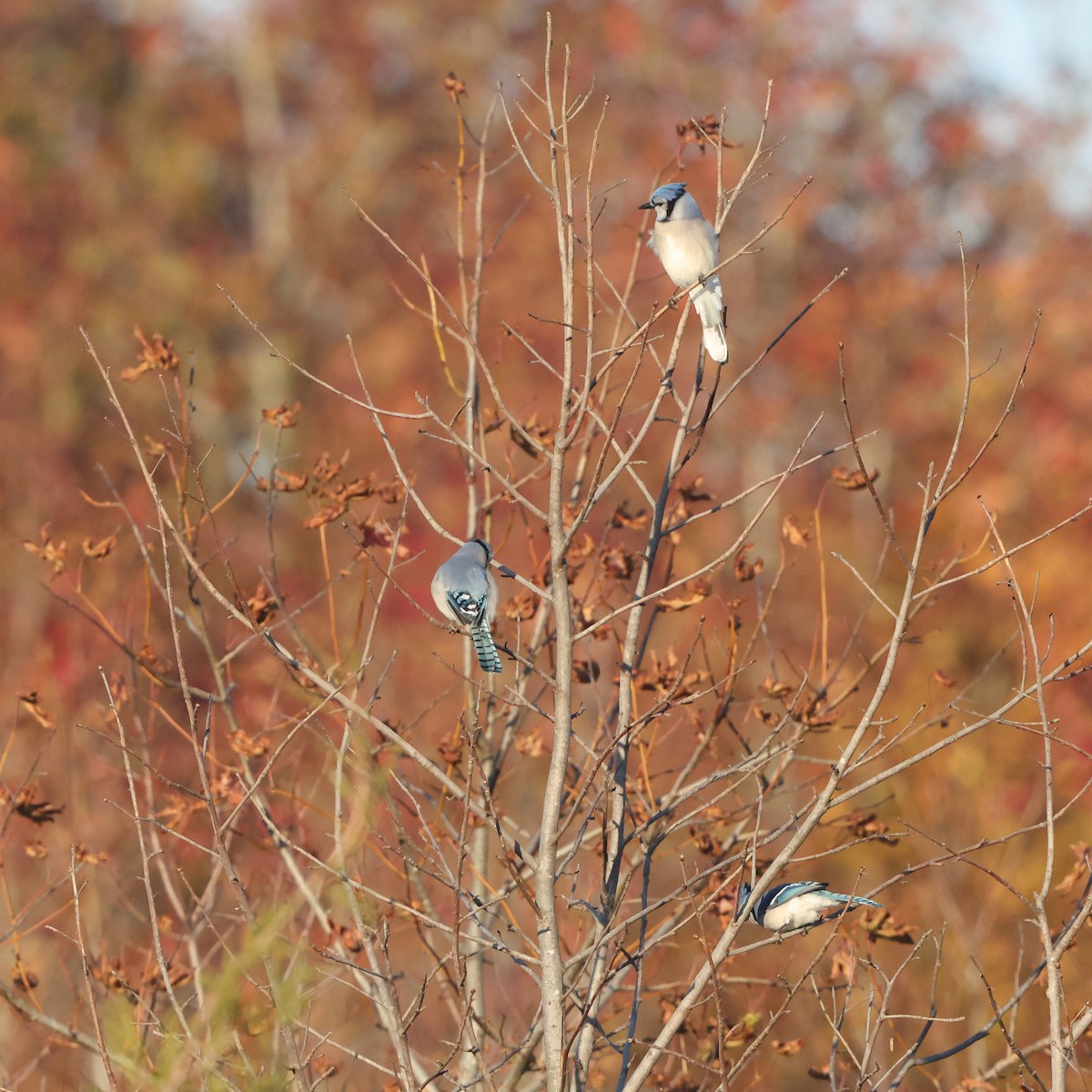 Blue Jay - ML644534774