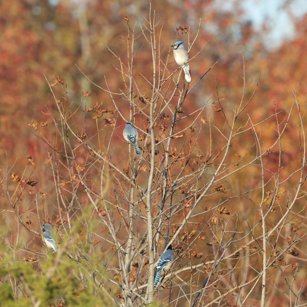 Blue Jay - ML644534775