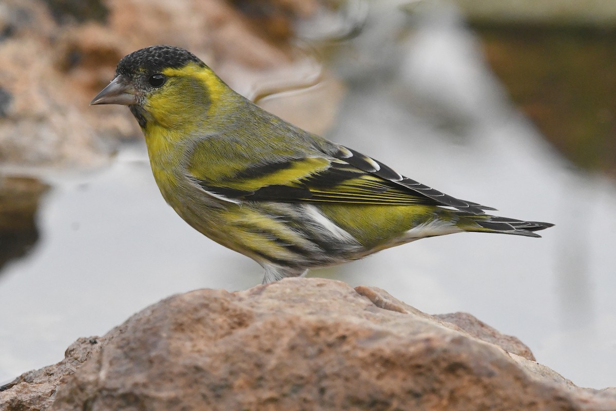 Tarin des aulnes - ML644534776