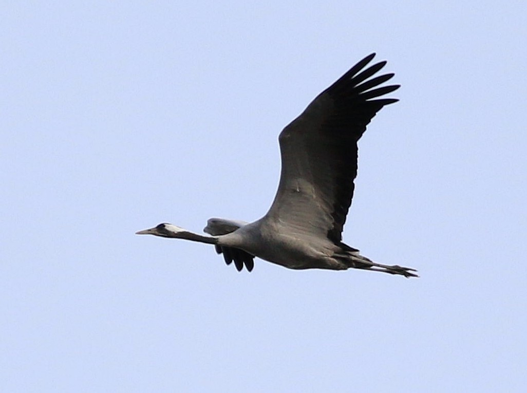 クロヅル - ML644534782