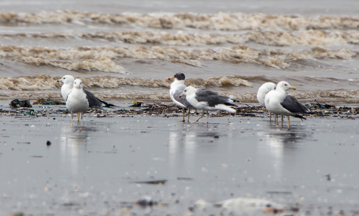 Gavión Cabecinegro - ML644534785