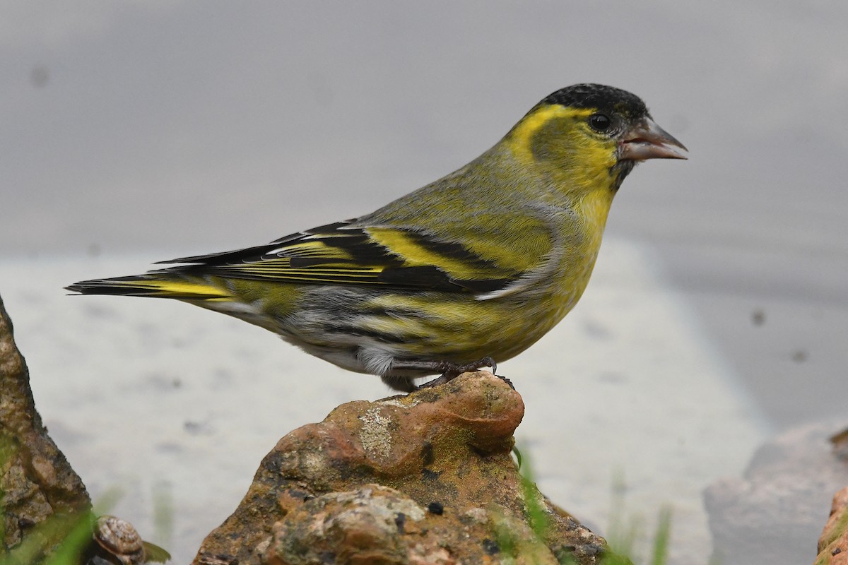 Tarin des aulnes - ML644534793