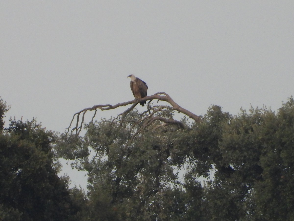 Vautour fauve - ML644534795