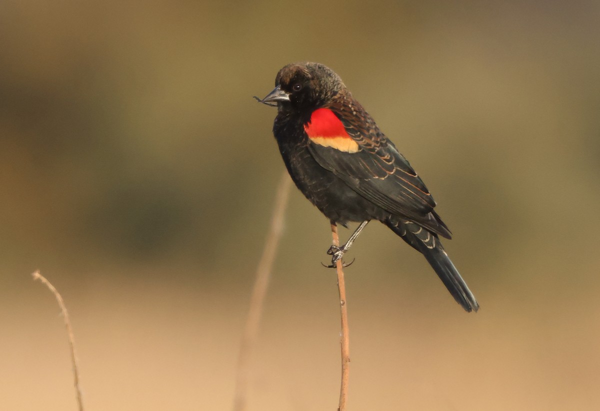 Red-winged Blackbird - ML644534802