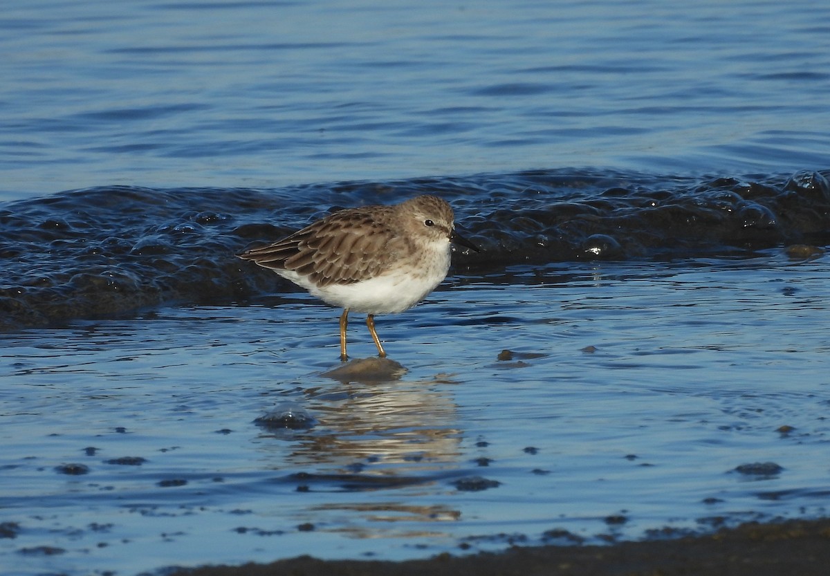 Least Sandpiper - ML644534803