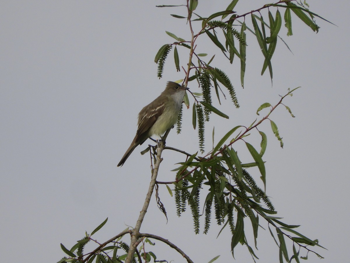 Large Elaenia - ML644534804