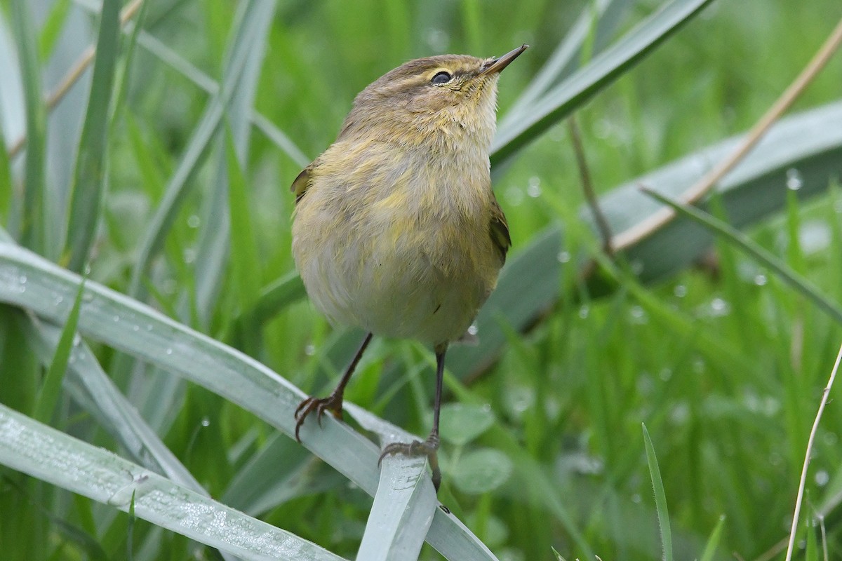Pouillot véloce - ML644534808