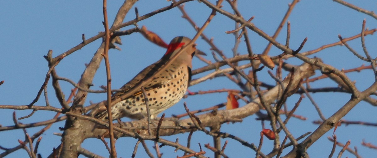 Northern Flicker - ML644534811