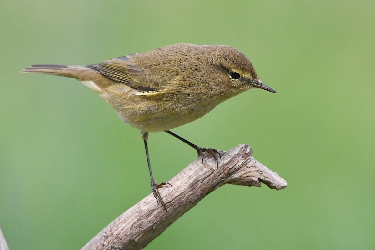 Pouillot véloce - ML644534813