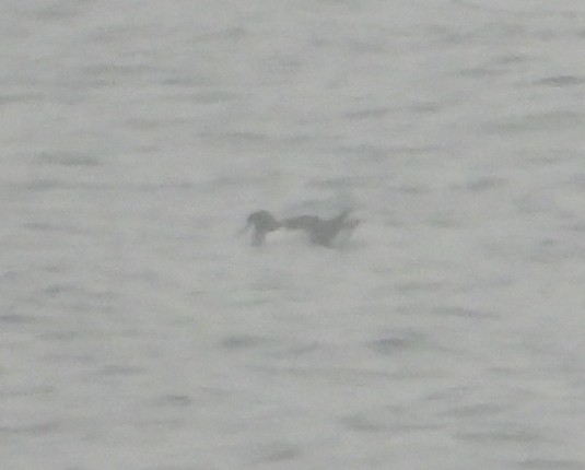 buřňák severní - ML644534815