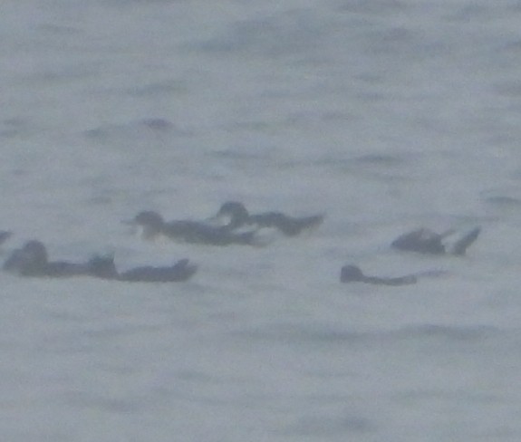 buřňák severní - ML644534816