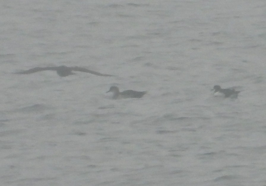 buřňák severní - ML644534818