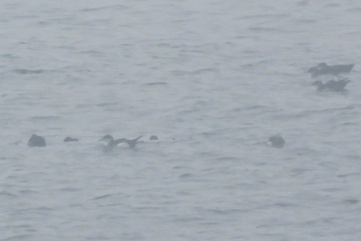 buřňák severní - ML644534819