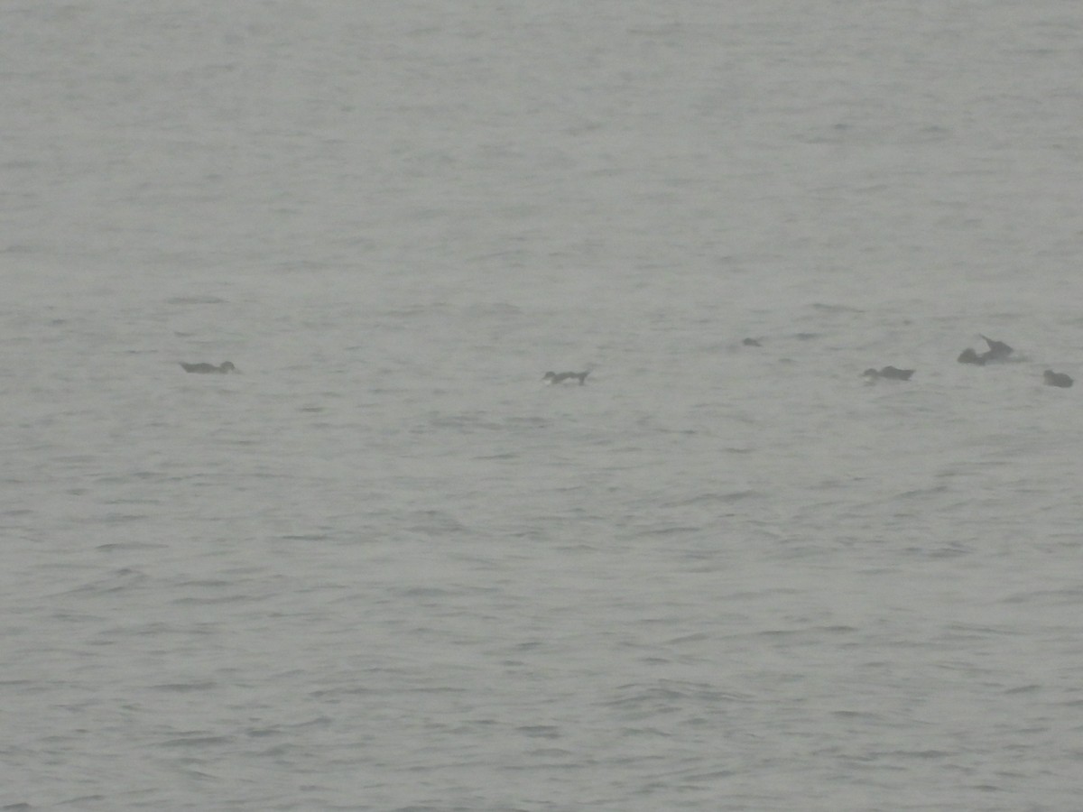 buřňák severní - ML644534828