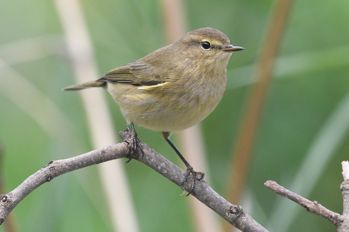 Pouillot véloce - ML644534843