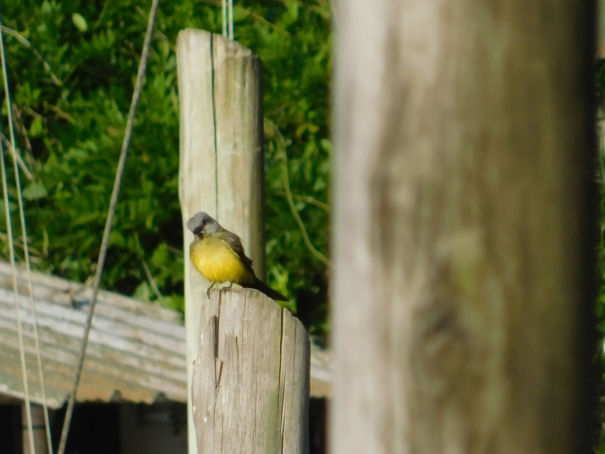 Tropical Kingbird - ML644534845