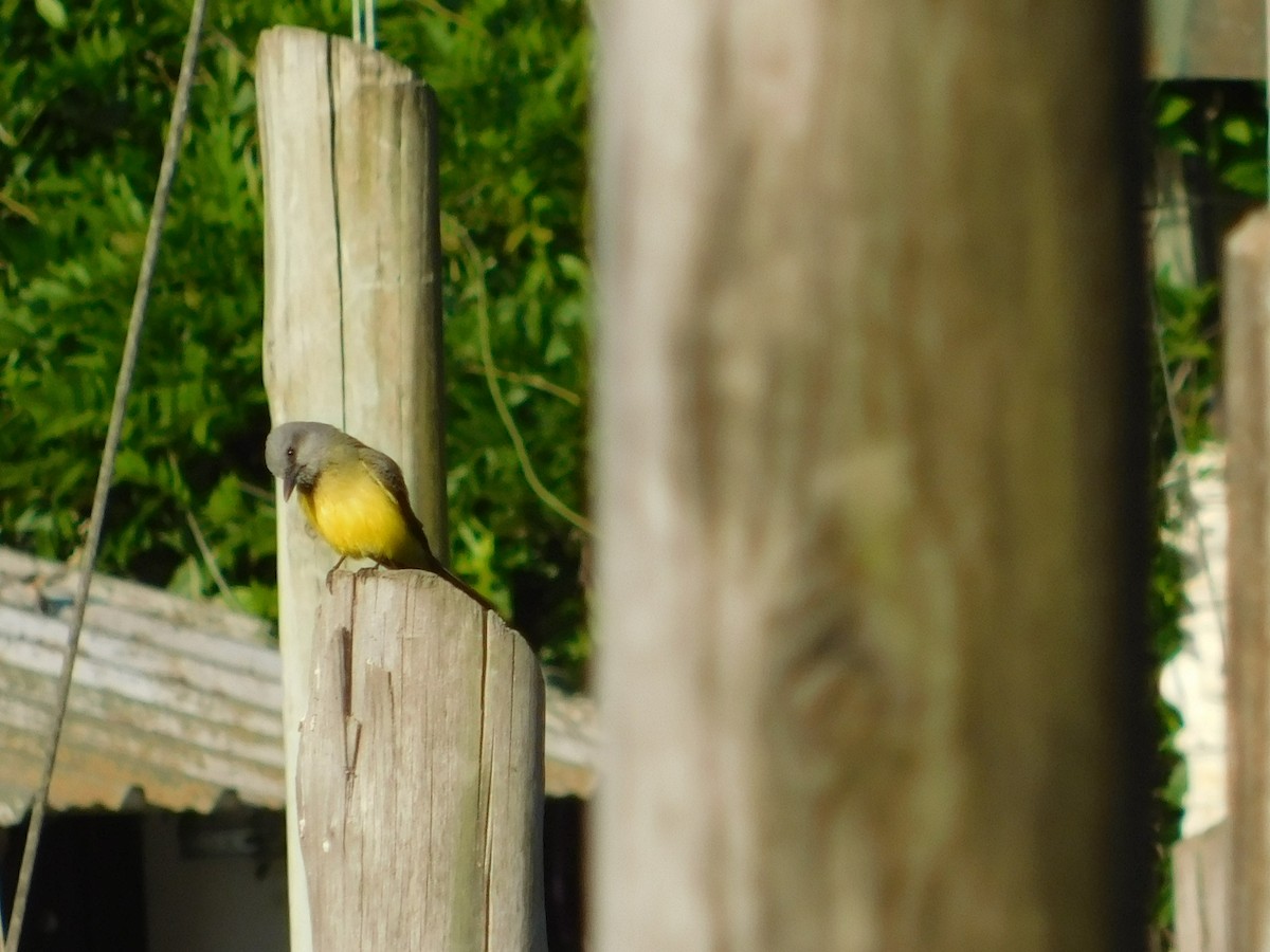 Tropical Kingbird - ML644534846