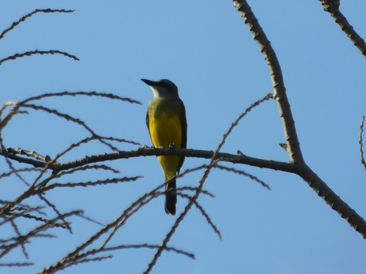 Tropical Kingbird - ML644534847