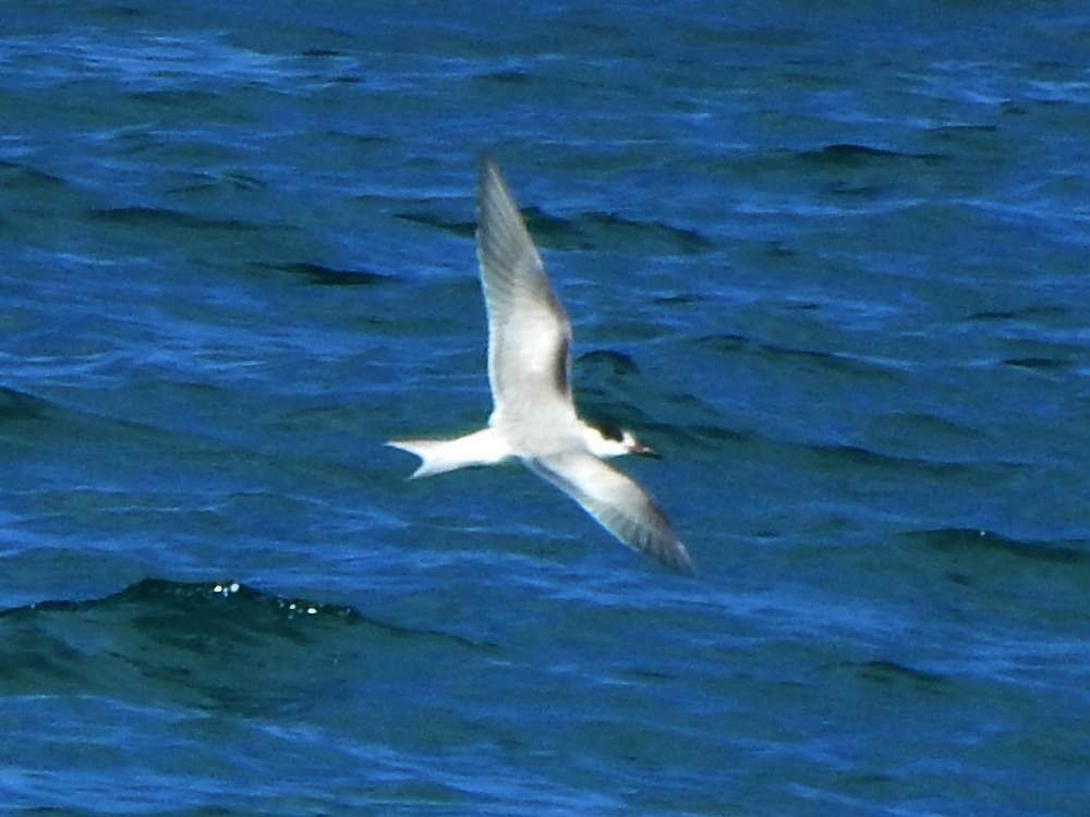 Sterne caugek - ML644534850