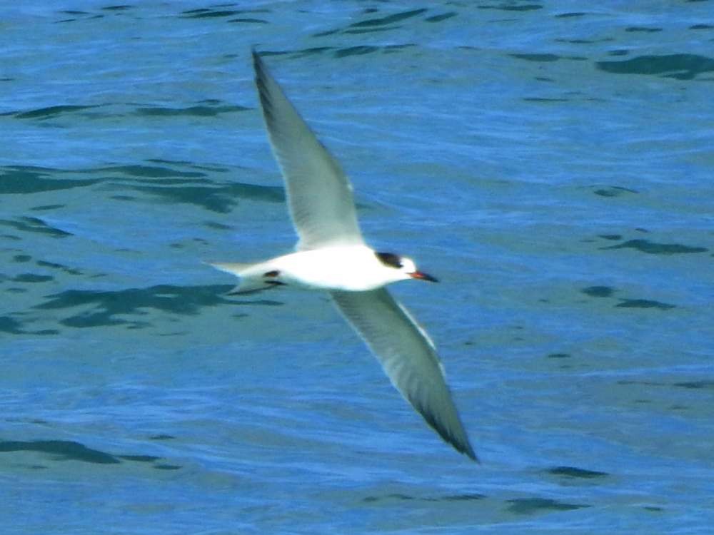 Sterne caugek - ML644534851